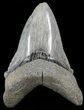 Serrated, Angustidens Tooth - Megalodon Ancestor #49960-1